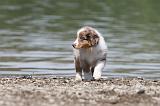 BERGER AUSTRALIEN PUPPIES 142